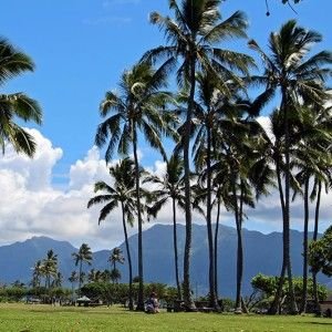 Palm trees and green mountains on O'ahu's windward side
