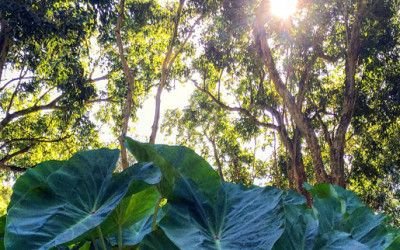 Large taro-like leaves in a sunlit forest on O'ahu