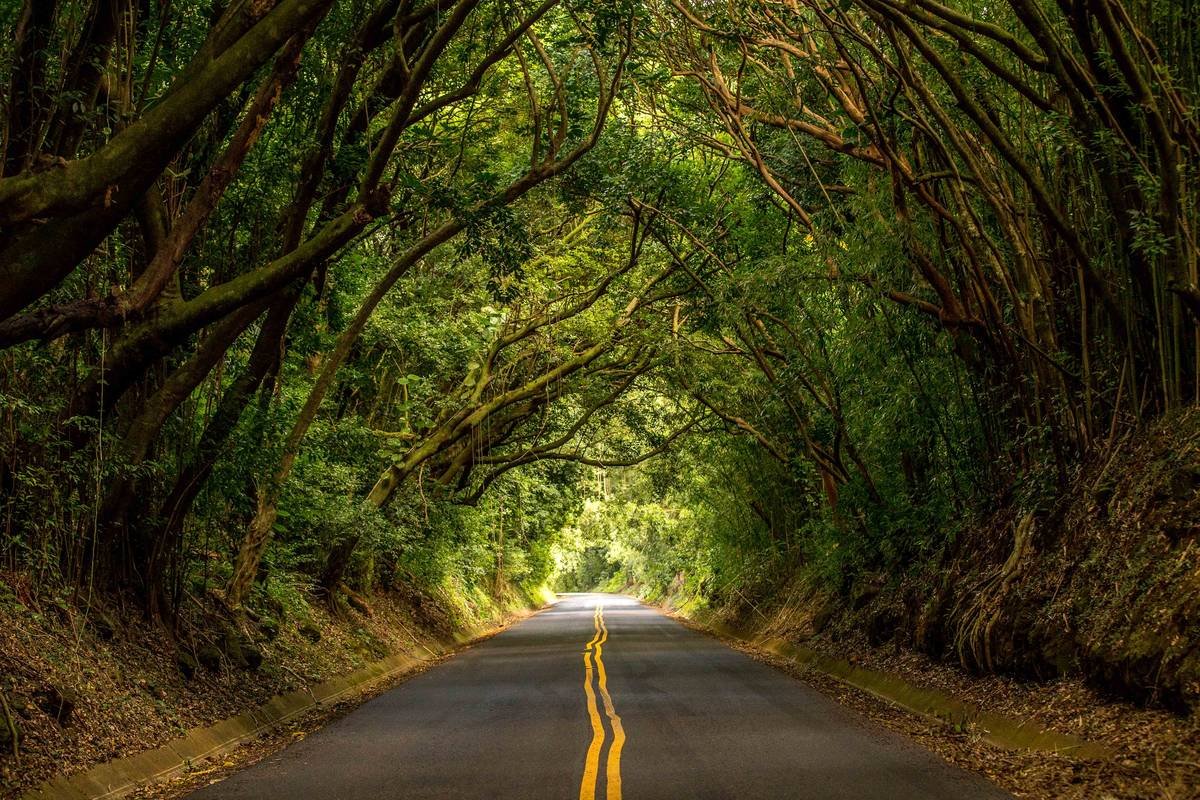 Tree-lined road on O'ahu with branches arching overhead
